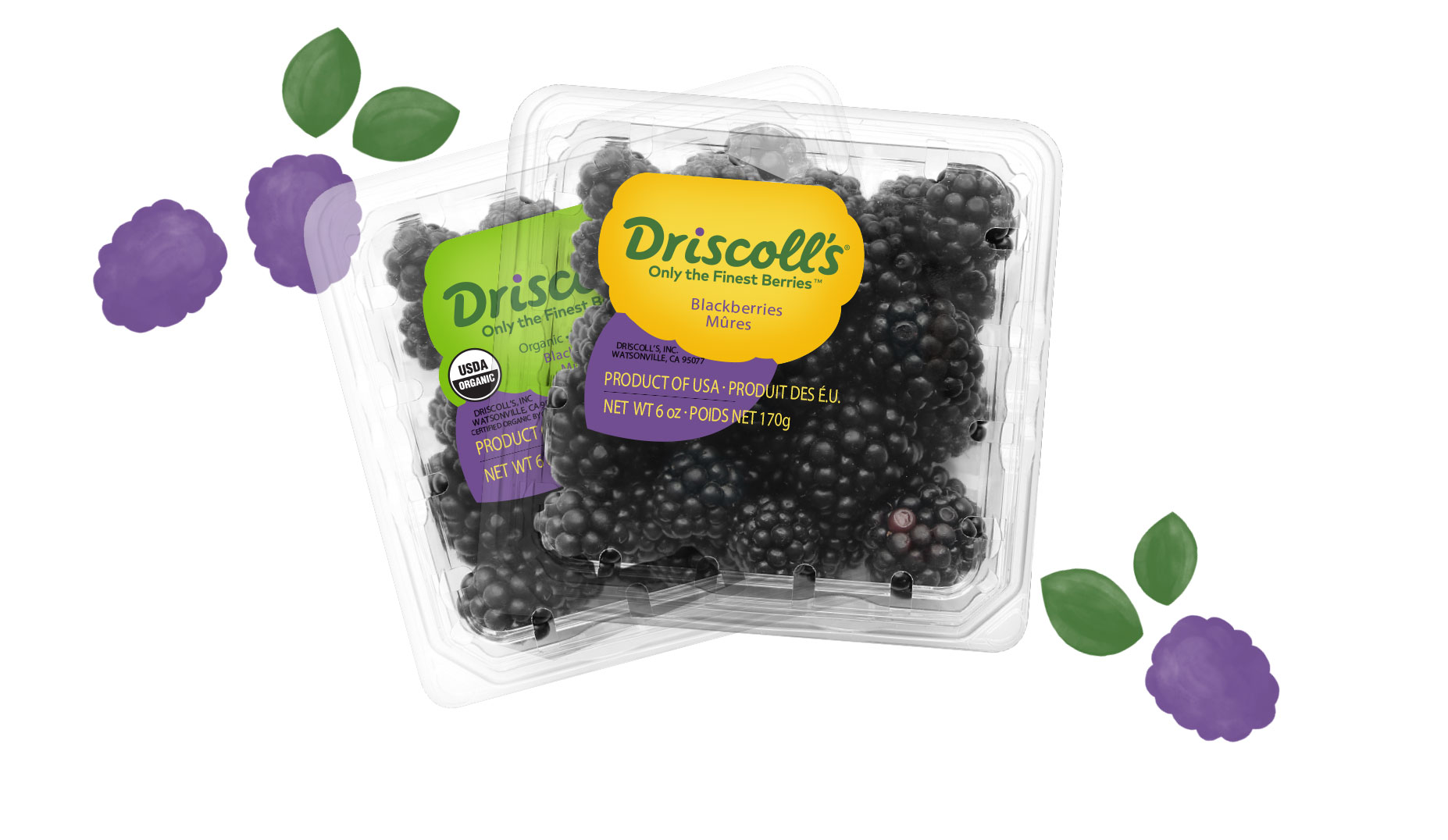 Blackberries Driscoll's